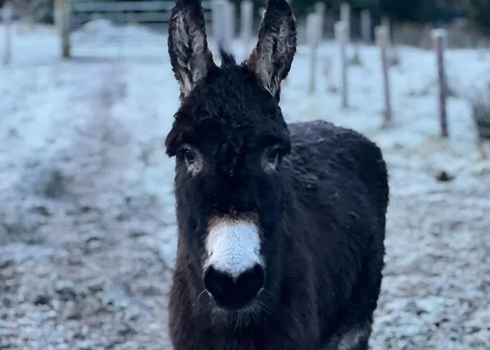 Little Heaven Tatil Evi *